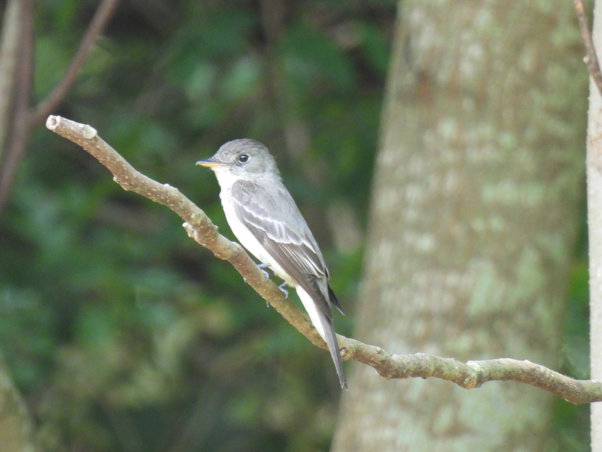 Eastern Wood-Pewee - ML640932277