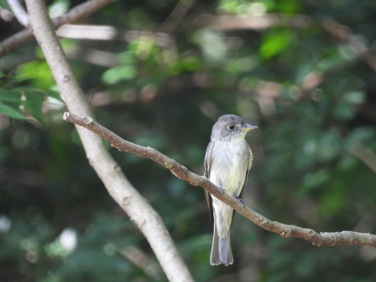 Eastern Wood-Pewee - ML640932278