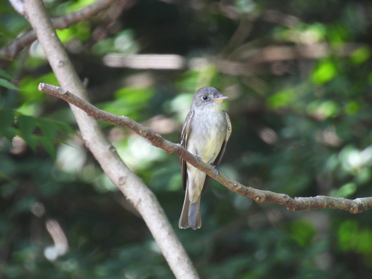 Eastern Wood-Pewee - ML640932279
