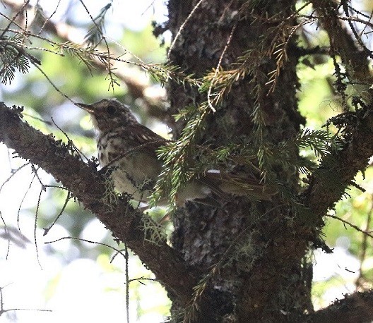 Swainson's Thrush - ML640932301