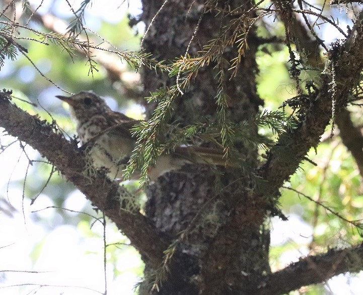 Swainson's Thrush - ML640932302