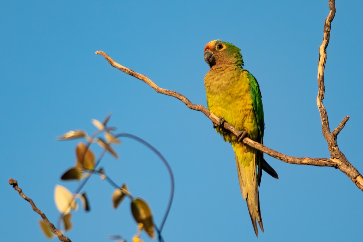 Peach-fronted Parakeet - ML640932305