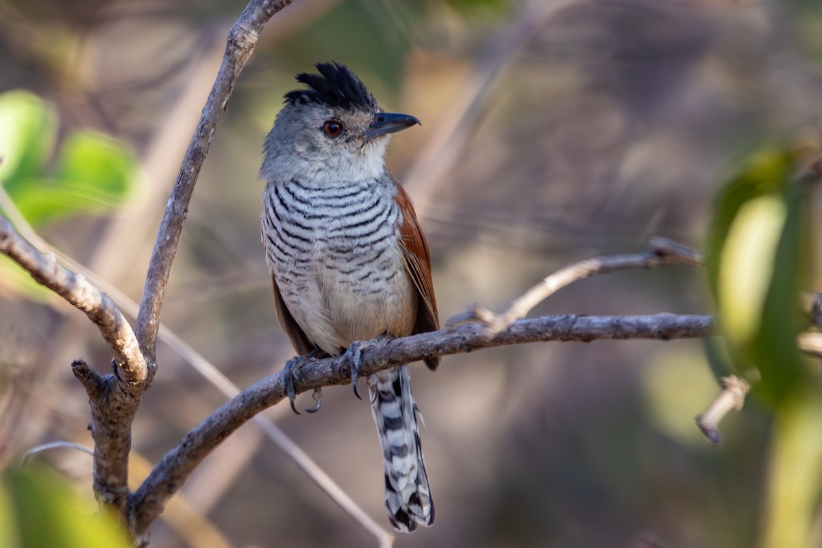 Rufous-winged Antshrike - ML640932333