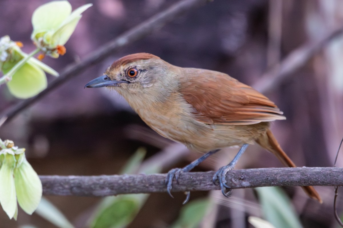 Rufous-winged Antshrike - ML640932334