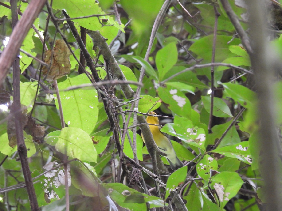 Prothonotary Warbler - ML640932346