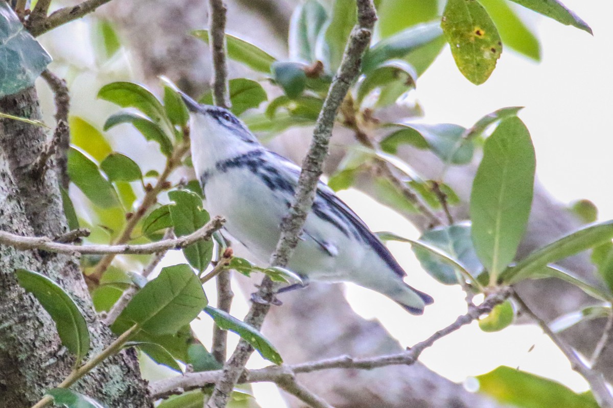Blauwaldsänger - ML640932347