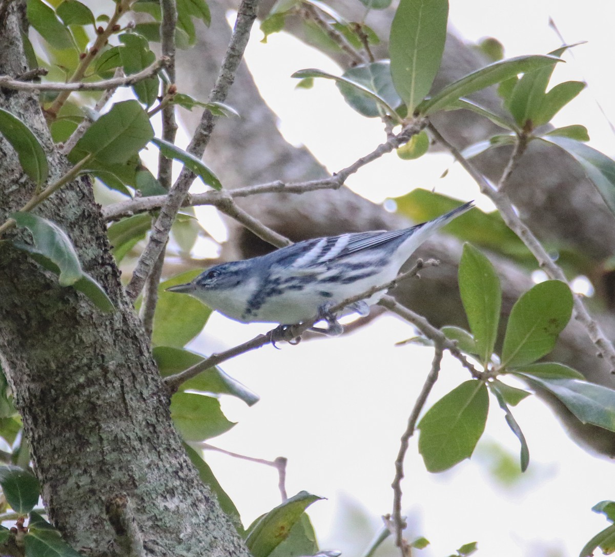 Blauwaldsänger - ML640932348