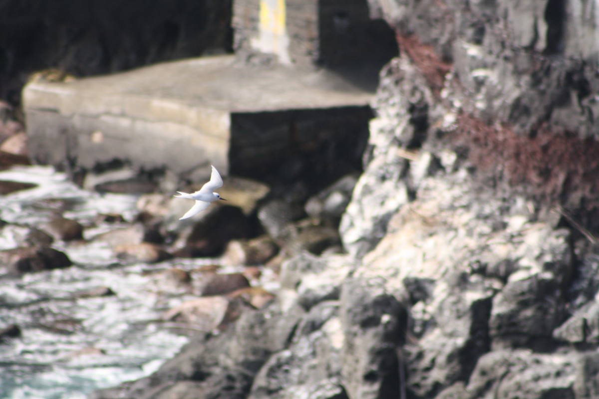 White Tern - ML640932373