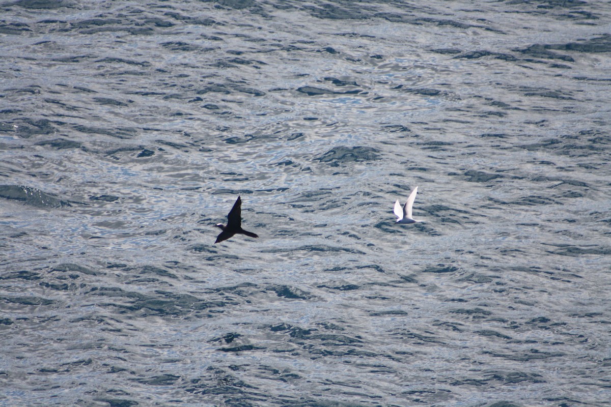 White Tern - ML640932379