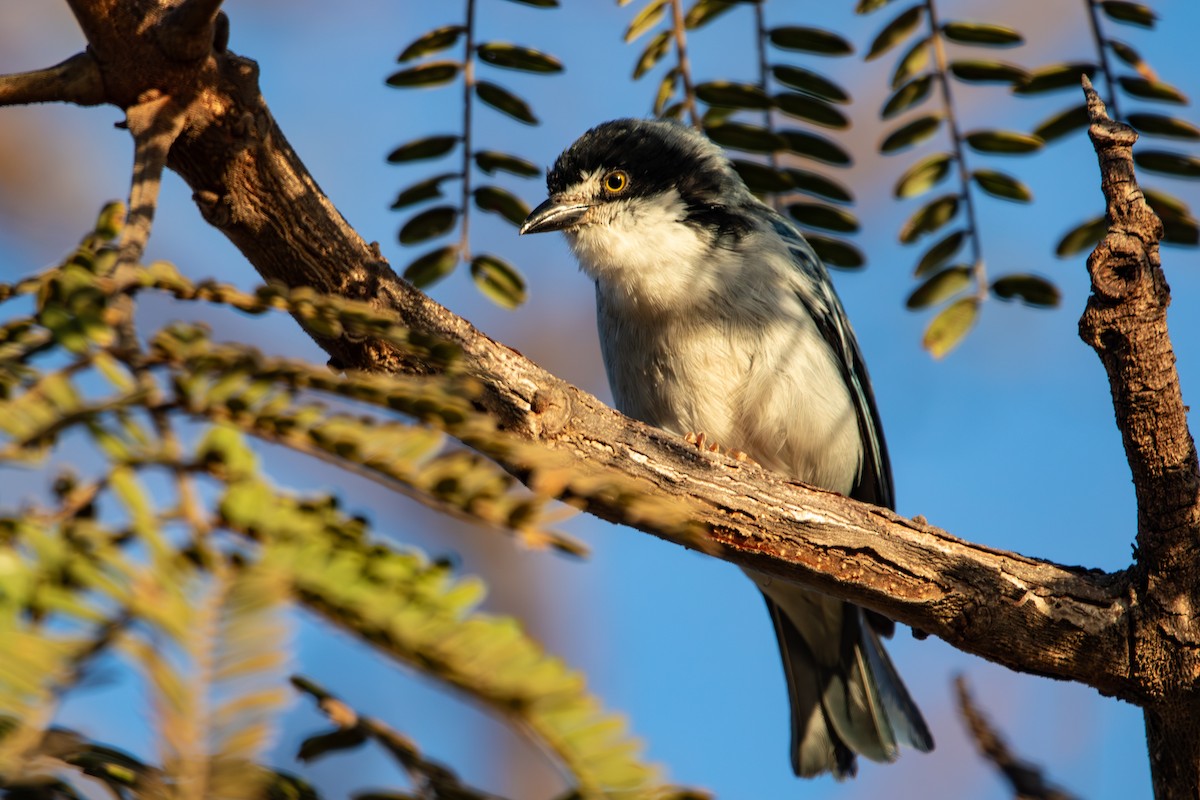 Hooded Tanager - ML640932395
