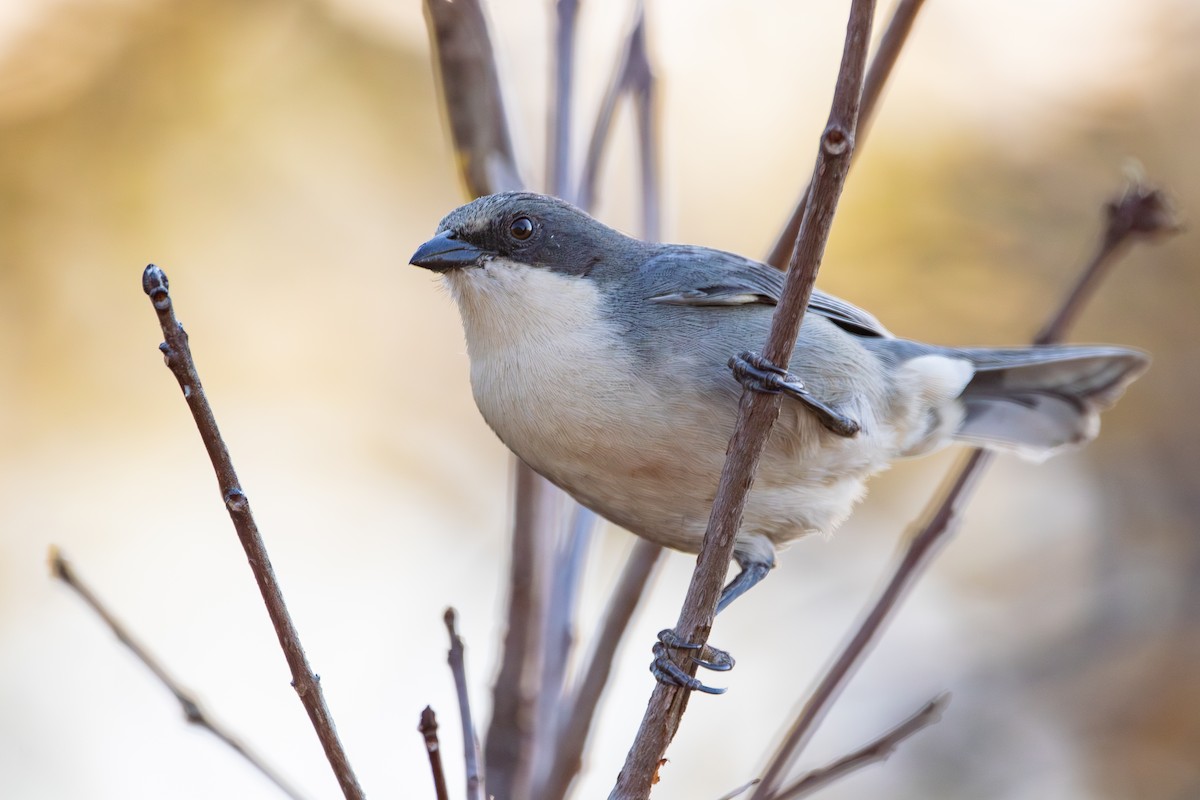 Cinereous Warbling Finch - ML640932409