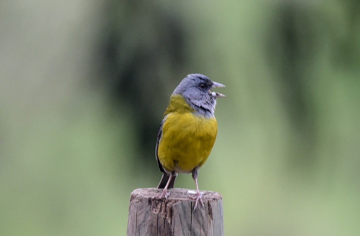 Patagonian Sierra Finch - ML640932421