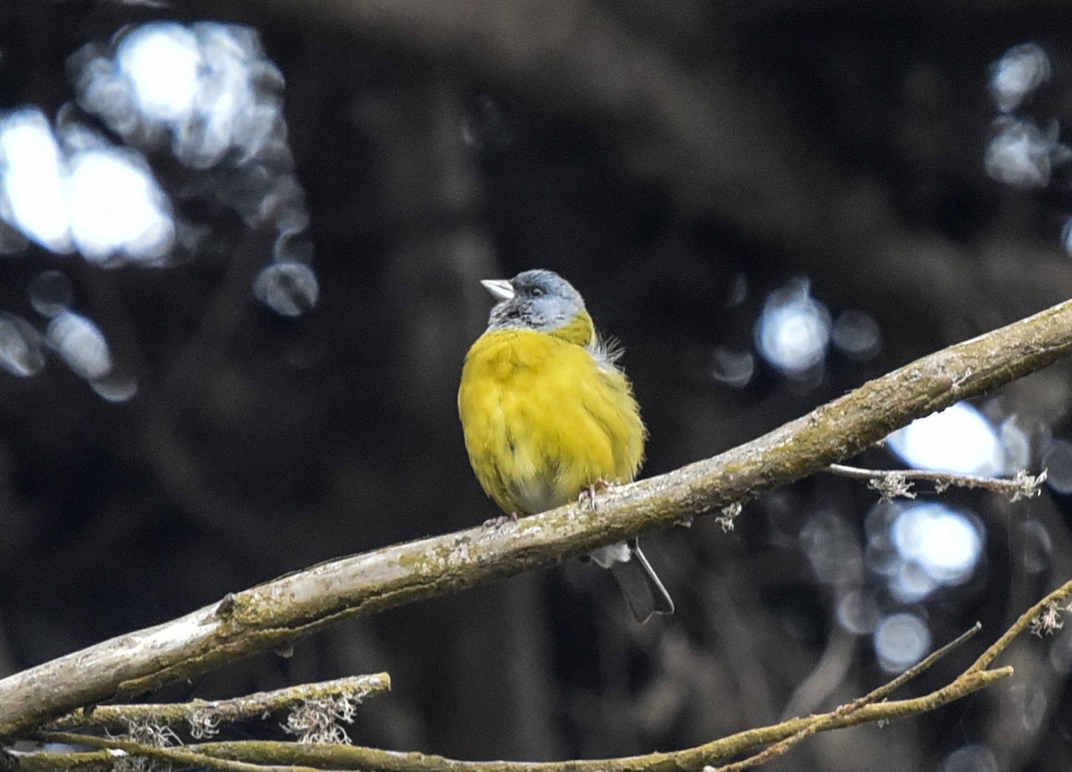Patagonian Sierra Finch - ML640932422