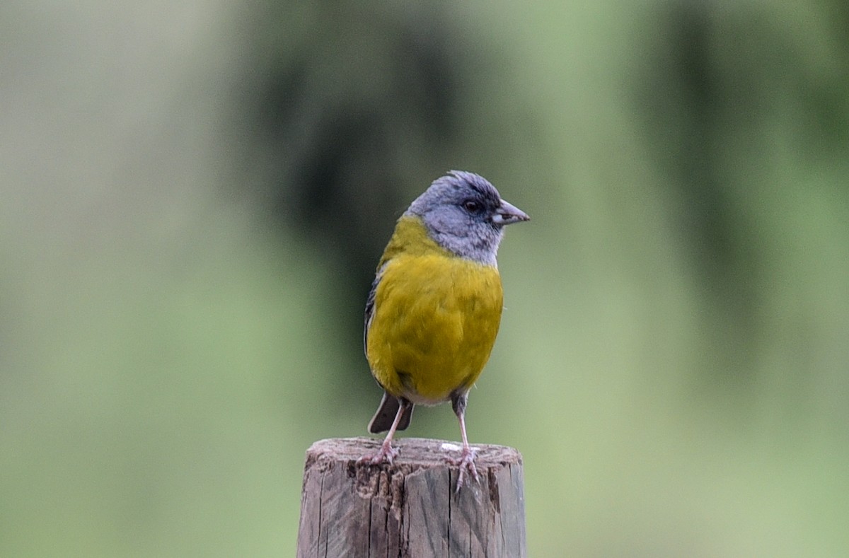 Patagonian Sierra Finch - ML640932423
