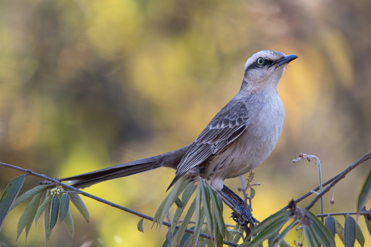 Chalk-browed Mockingbird - ML640932437