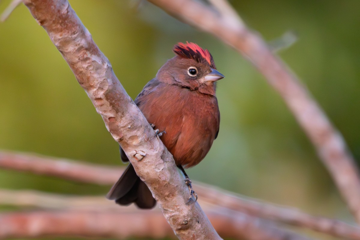 Red-crested Finch - ML640932490