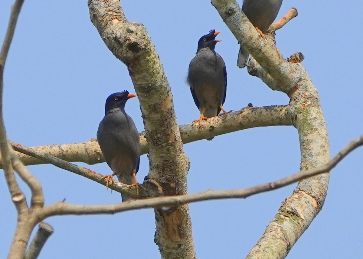 Jungle Myna - ML640932588
