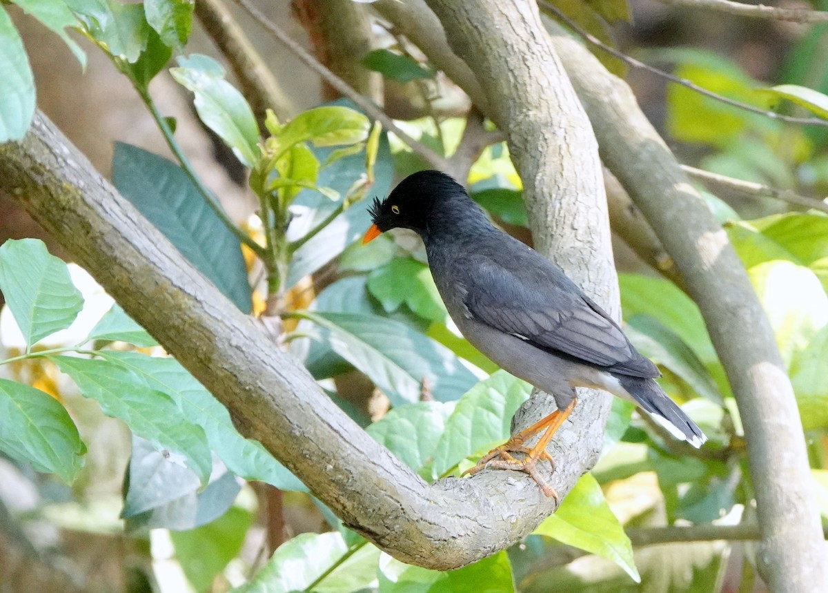 Jungle Myna - ML640932589