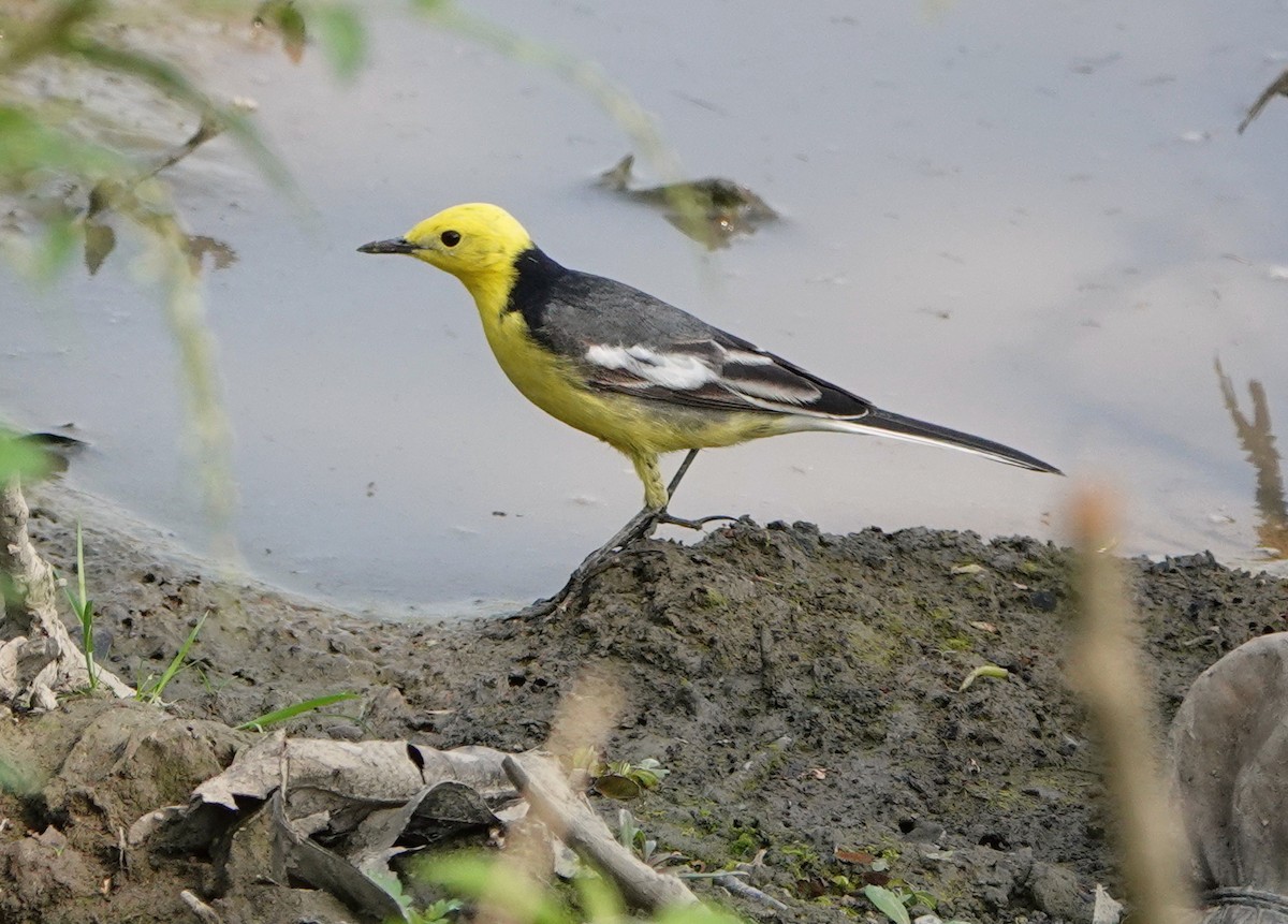 Lavandera Cetrina - ML640932620