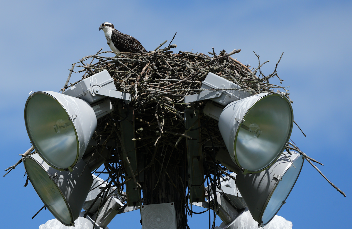 Osprey - ML640932690