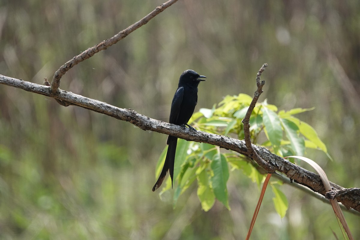 Drongo Real - ML640932729