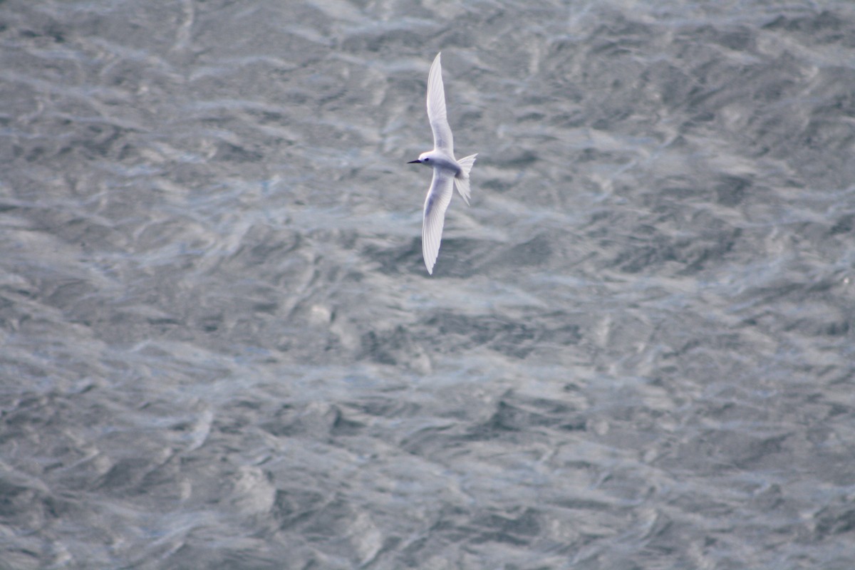 White Tern - ML640932772