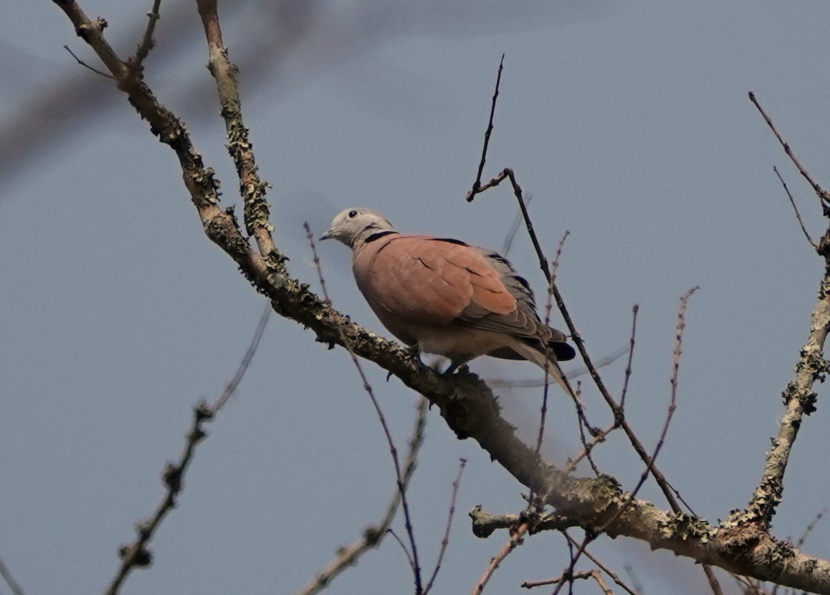 Tórtola Cabecigrís - ML640932799