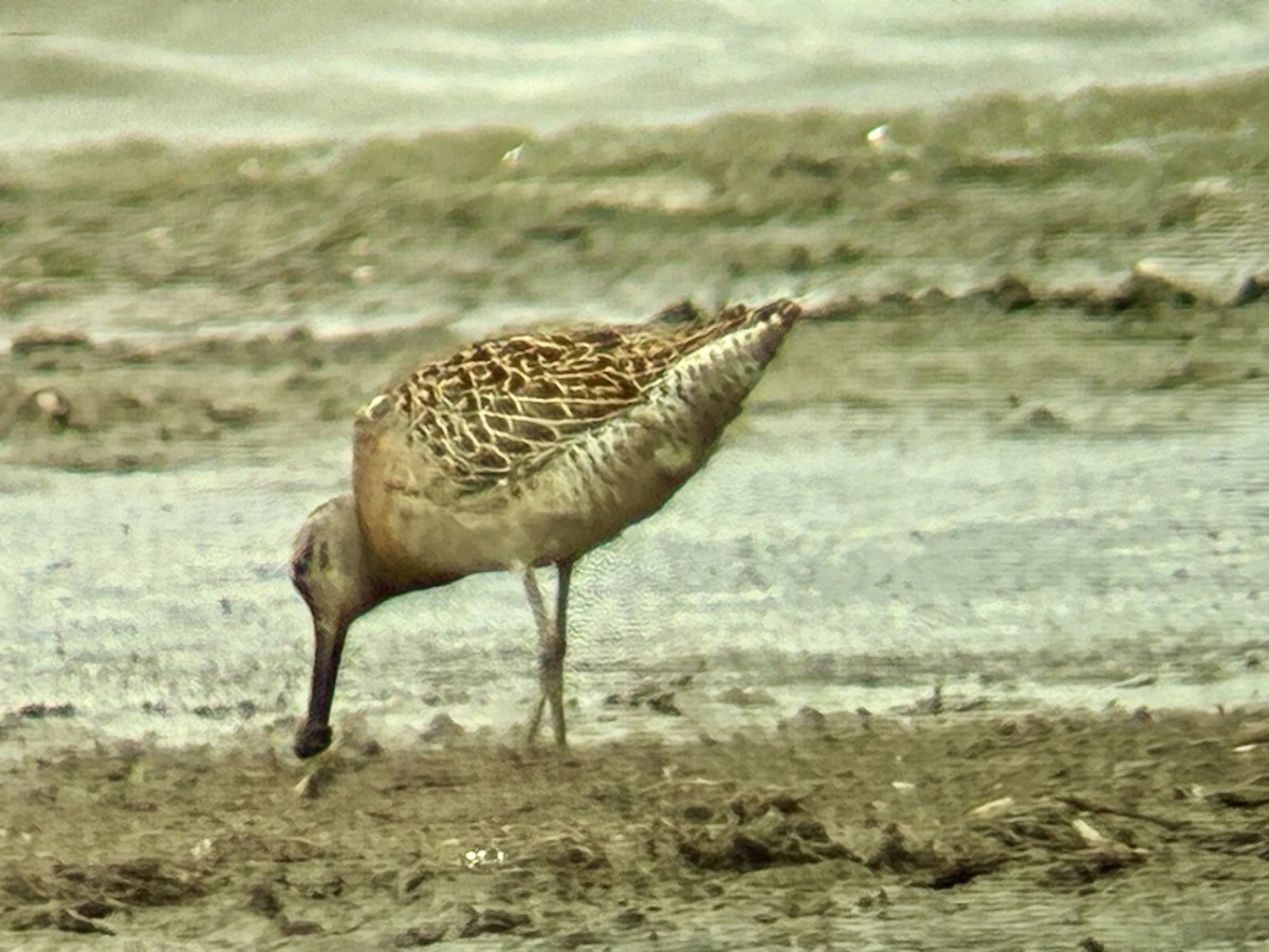 Short-billed Dowitcher - ML640932894