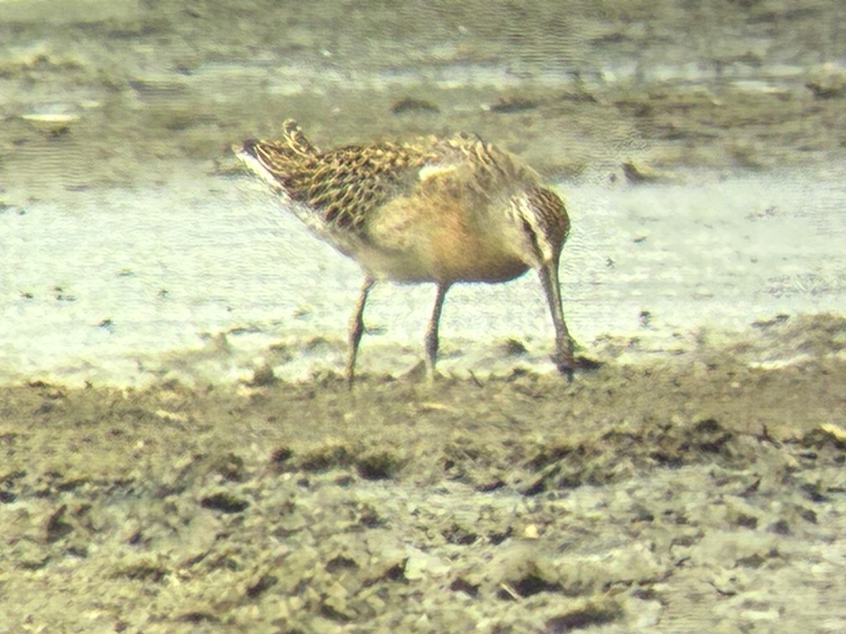 Short-billed Dowitcher - ML640932895