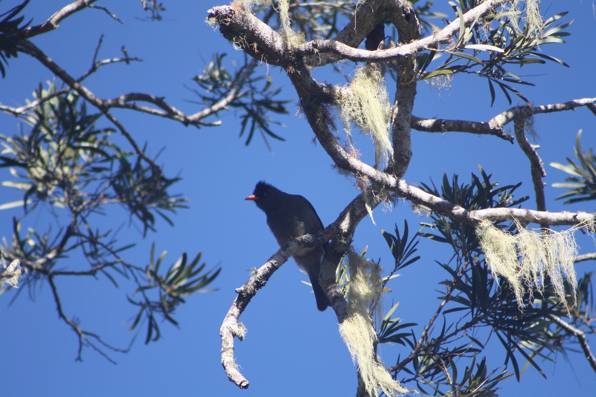 Reunion Bulbul - ML640932930