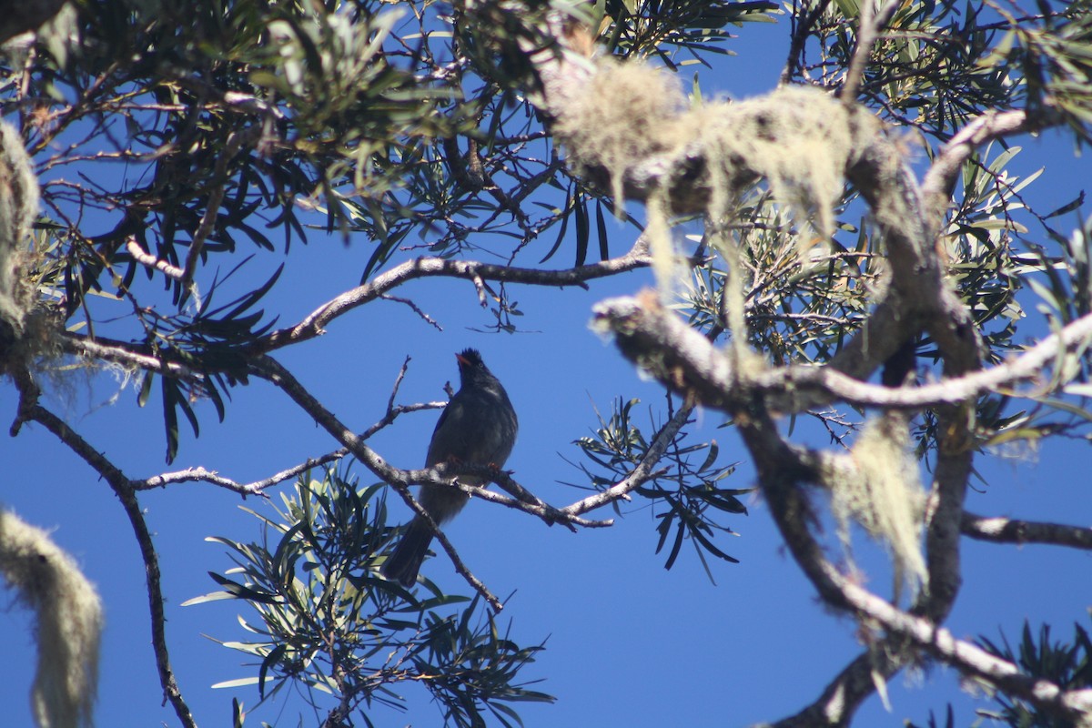 Reunion Bulbul - ML640932949