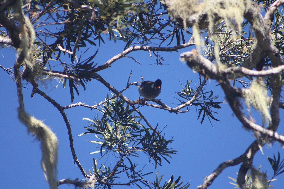 Reunion Bulbul - ML640932950