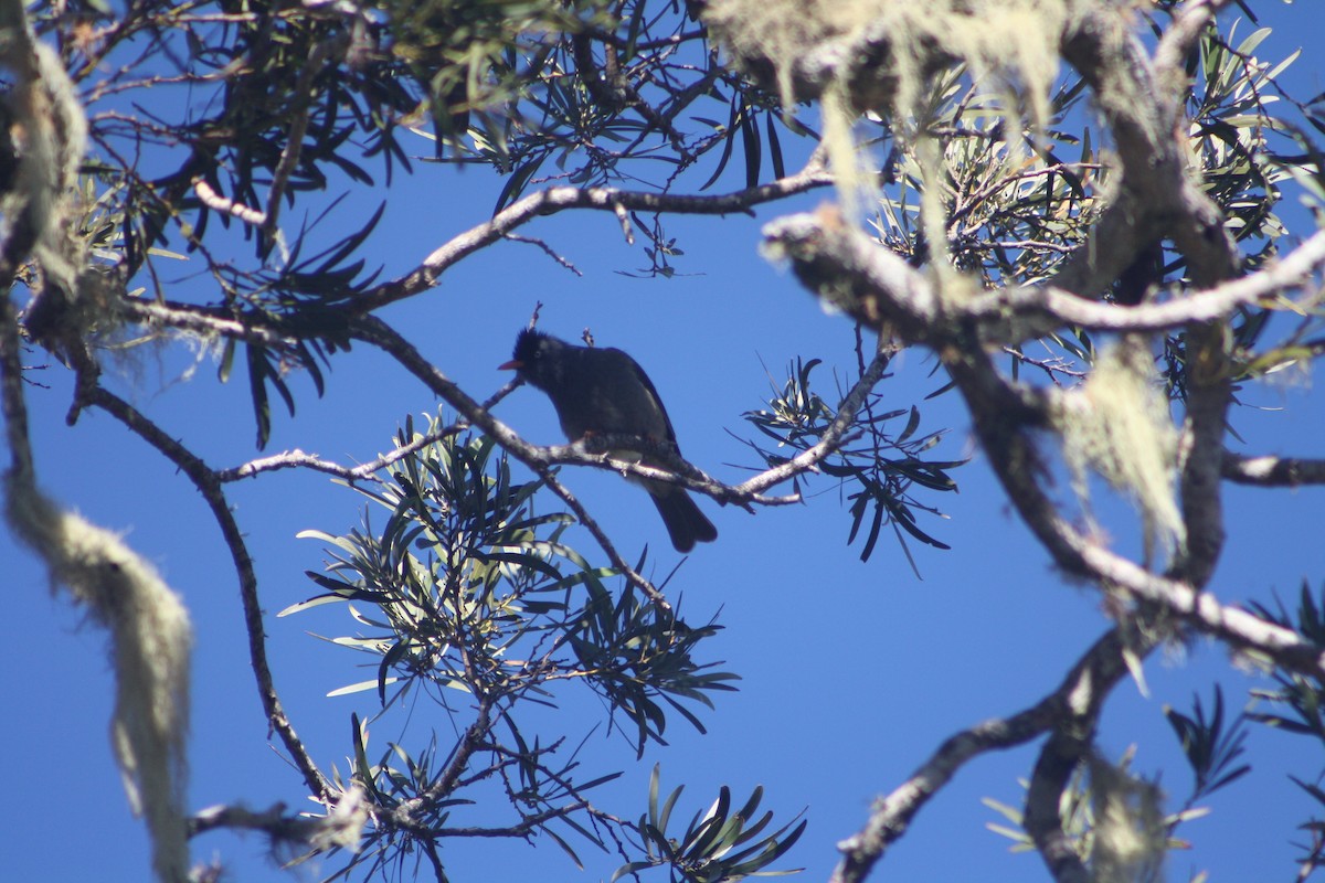 Reunion Bulbul - ML640932952