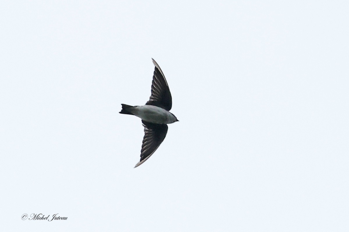Tree Swallow - ML640932968