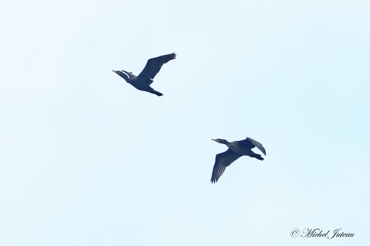 Double-crested Cormorant - ML640932989