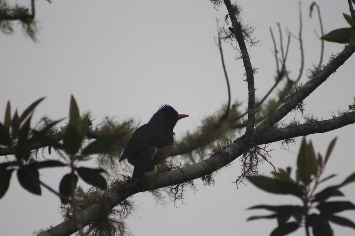 Reunion Bulbul - ML640933046