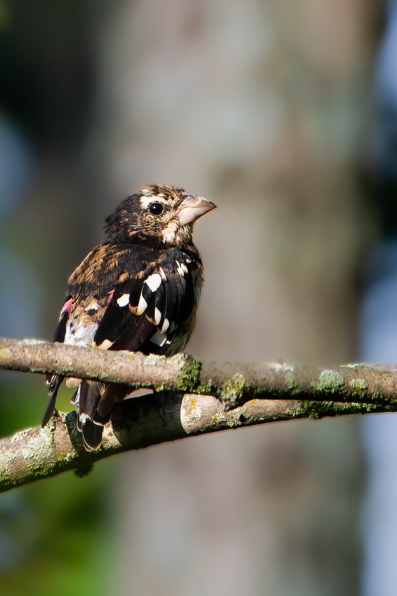 Rose-breasted Grosbeak - ML640933048