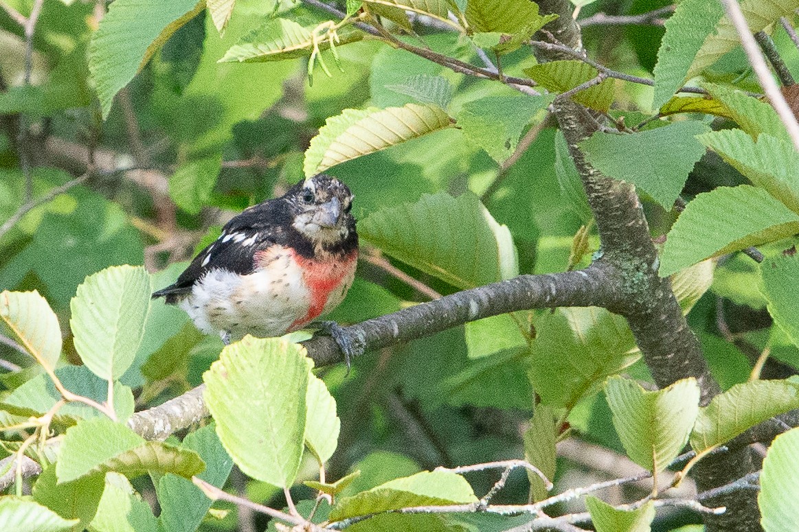 Rose-breasted Grosbeak - ML640933049
