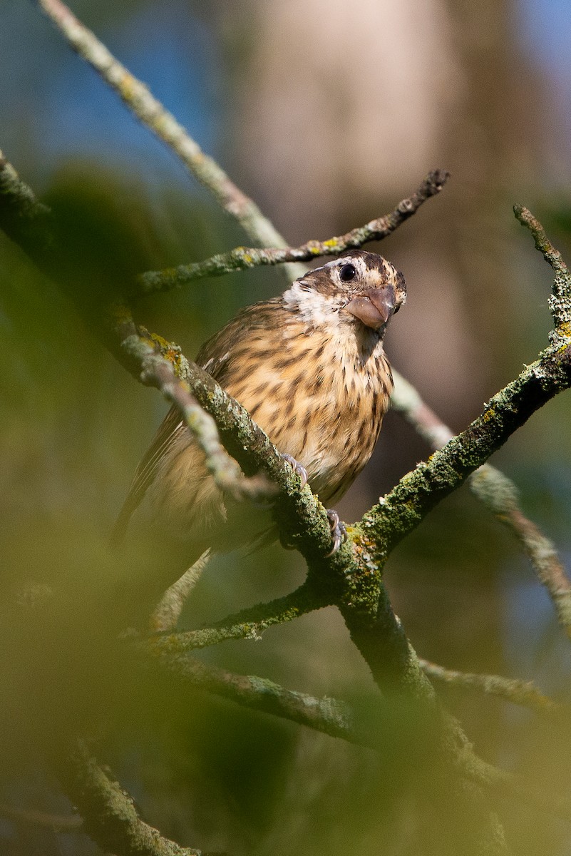 Rose-breasted Grosbeak - ML640933050