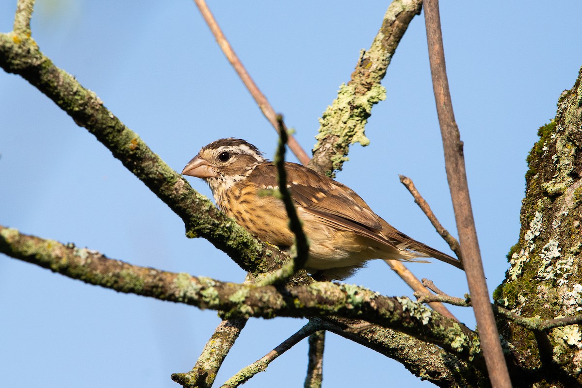 Rose-breasted Grosbeak - ML640933051
