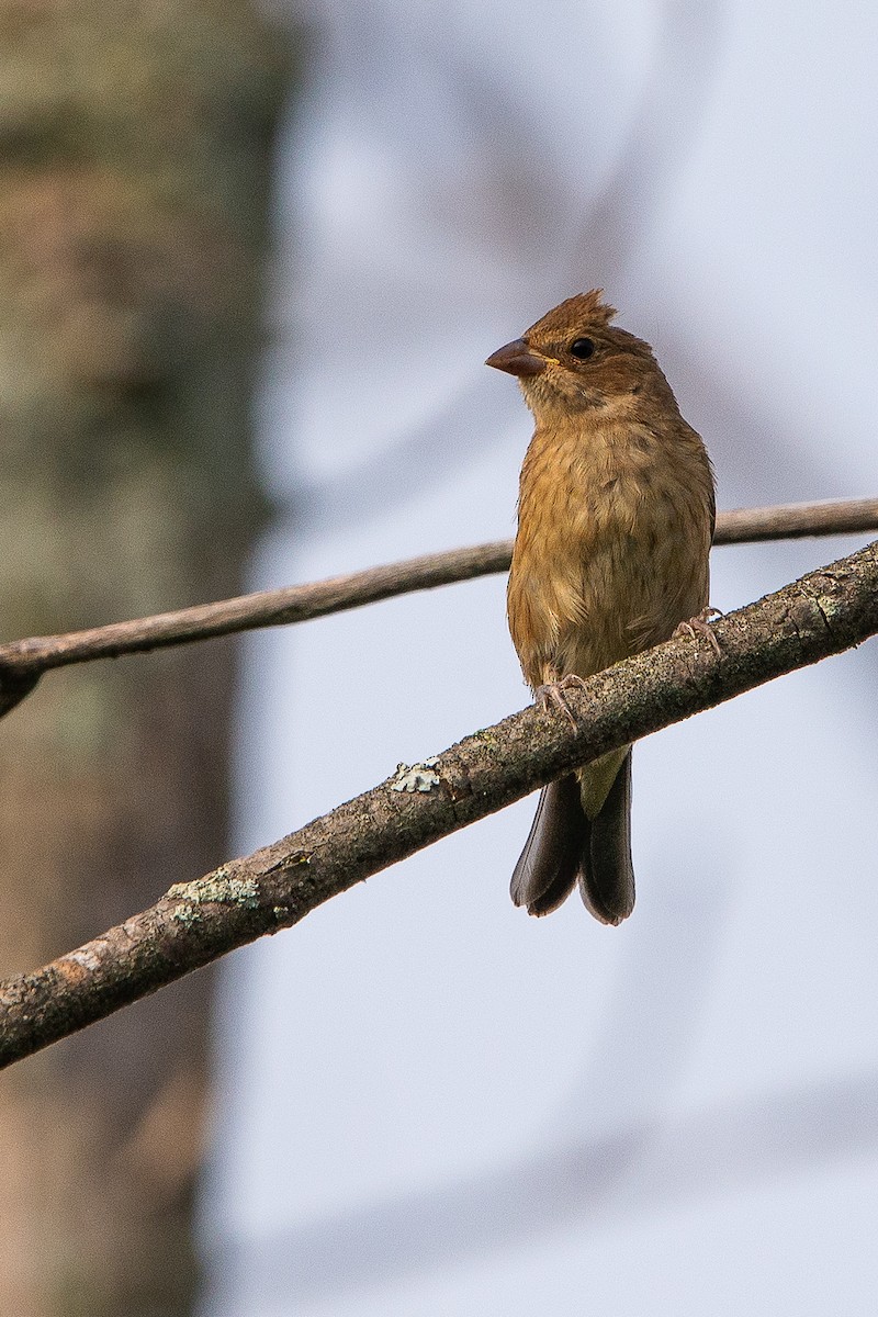 Indigo Bunting - ML640933069