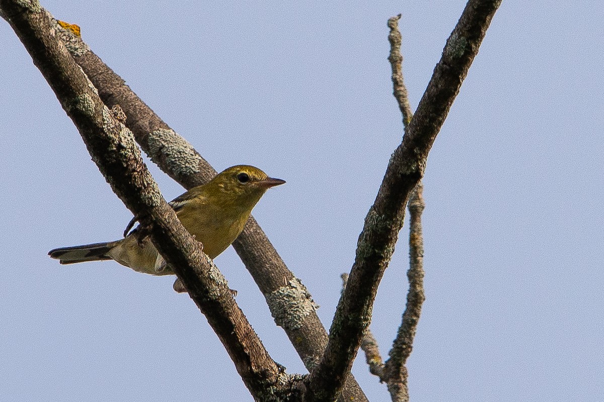 Tennessee Warbler - ML640933077