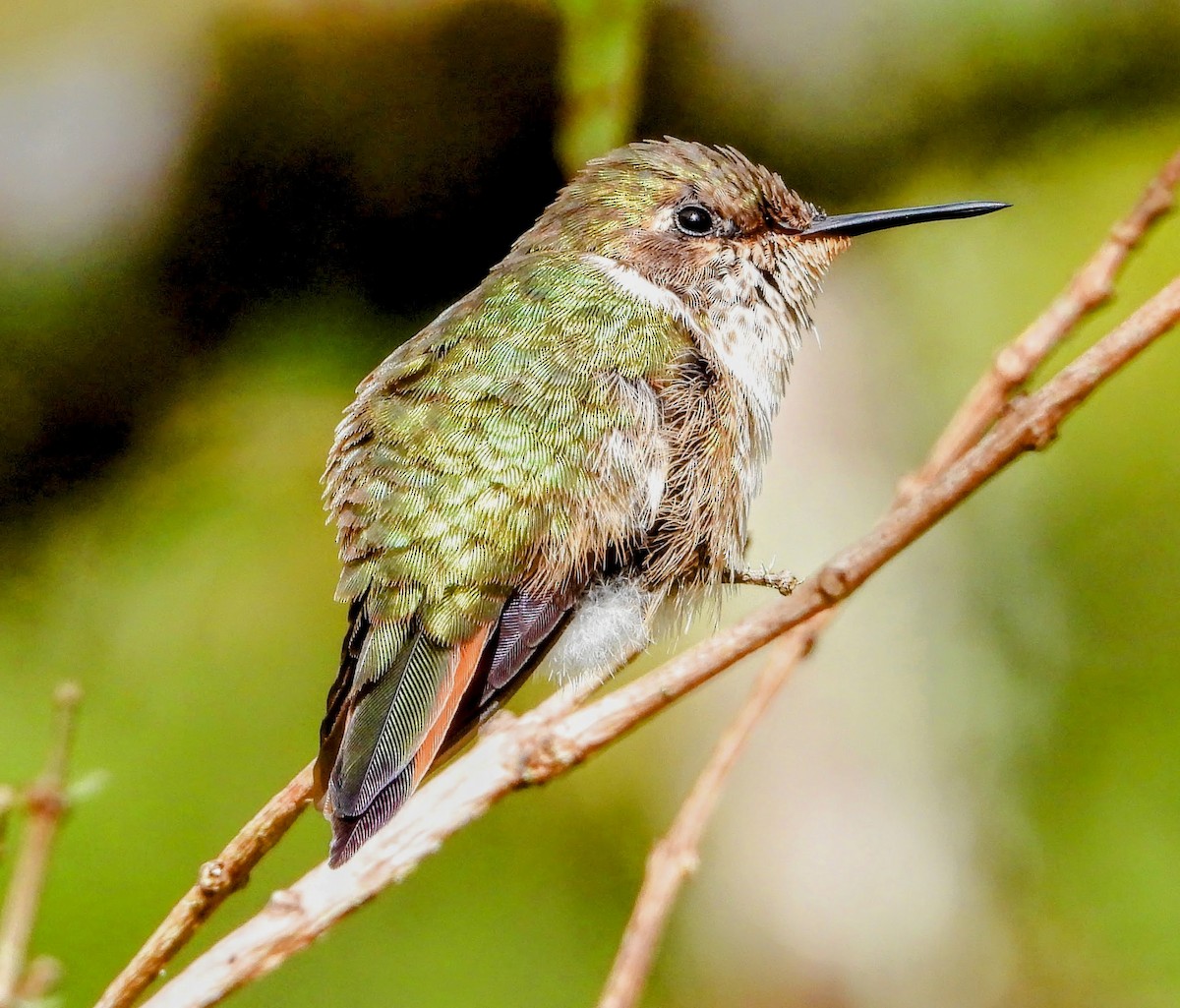 Volcano Hummingbird - ML640933098