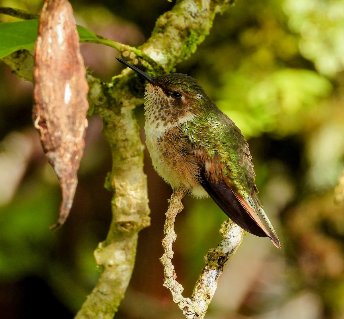 Volcano Hummingbird - ML640933099