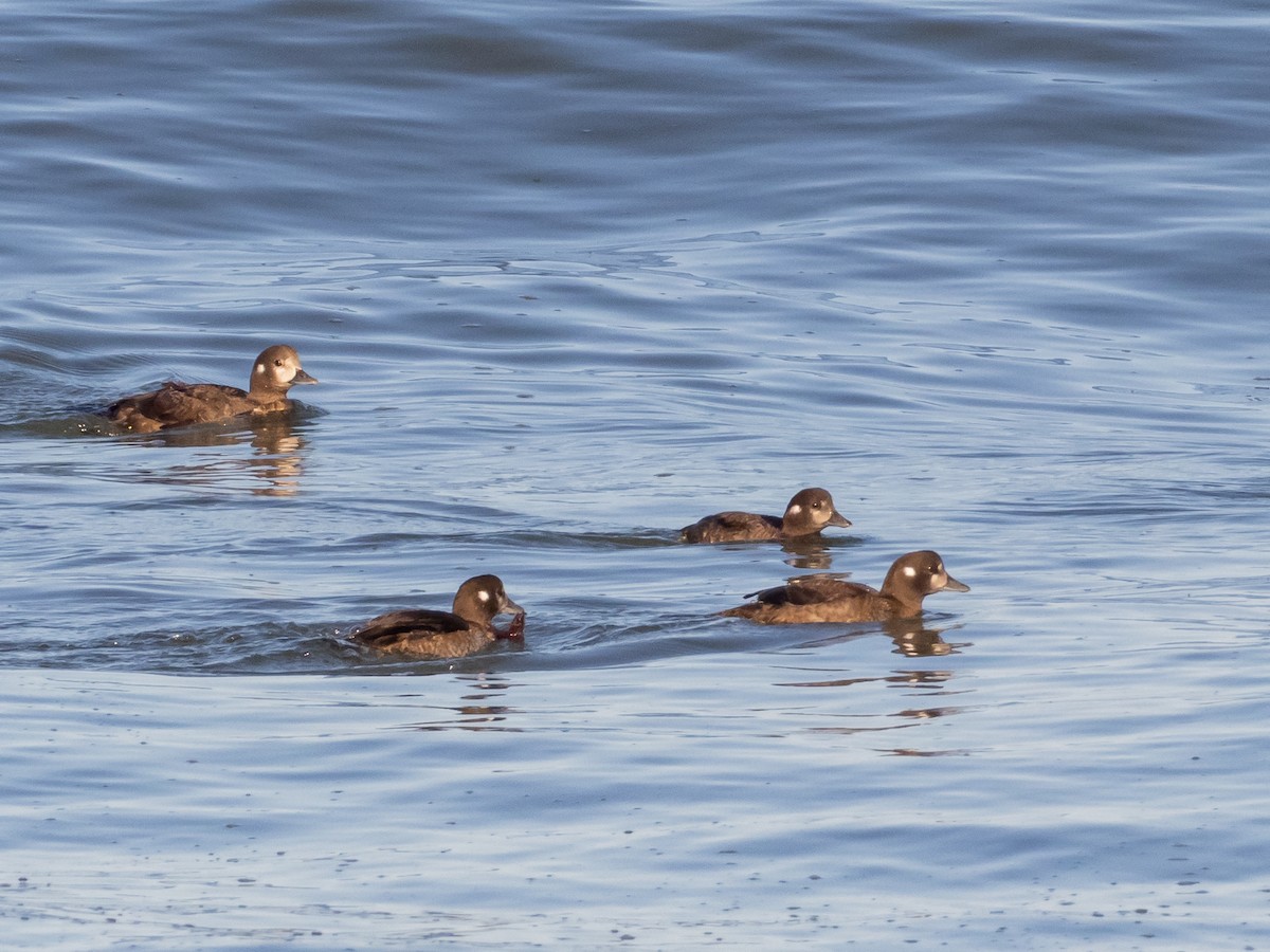 Harlequin Duck - ML640933161
