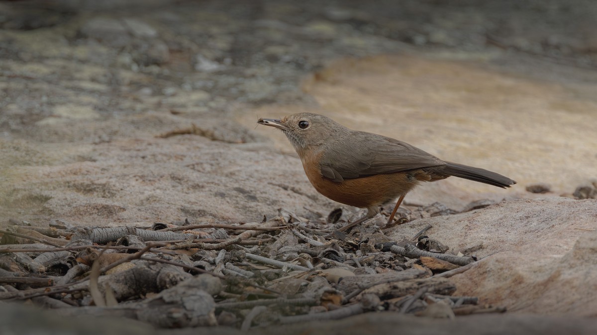 Rockwarbler - ML640933188