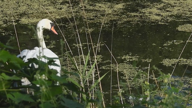 Mute Swan - ML640933314