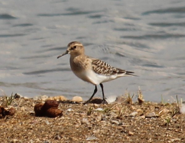 Baird's Sandpiper - ML640933321