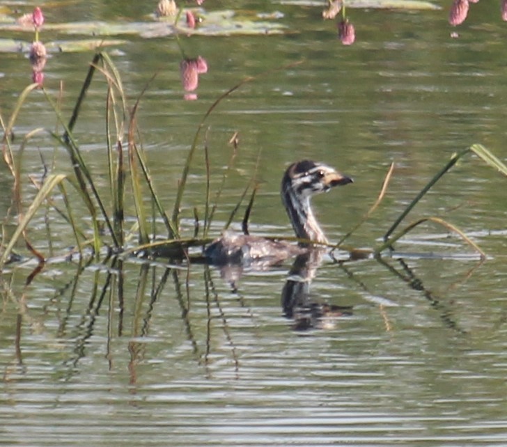 Pied-billed Grebe - ML640933335
