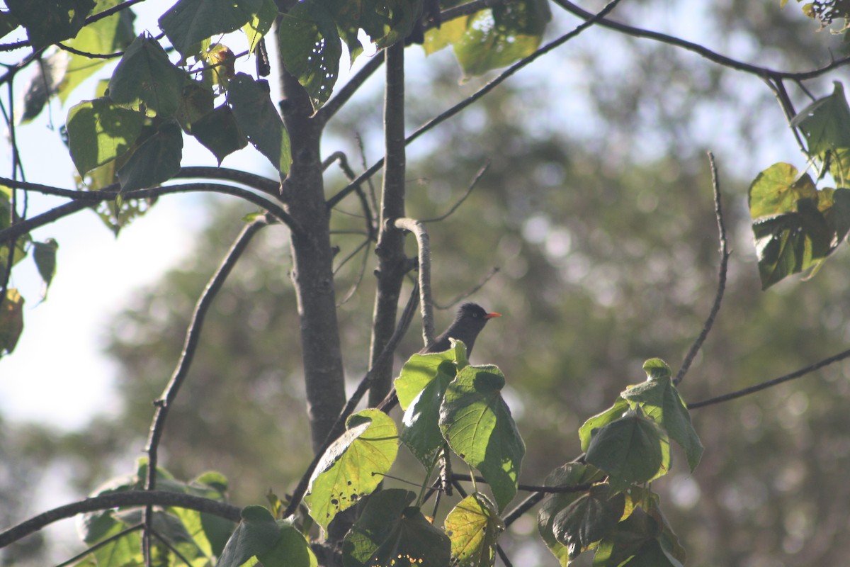 Reunion Bulbul - ML640933338